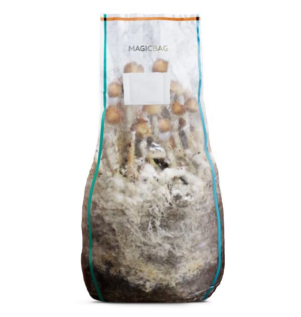 A Magic Bag mushroom grow bag with mushrooms growing