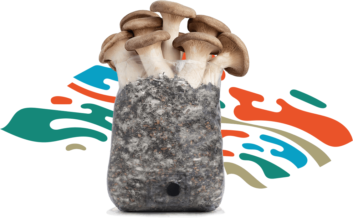 How to Grow Mushrooms in a Bag  GroCycle
