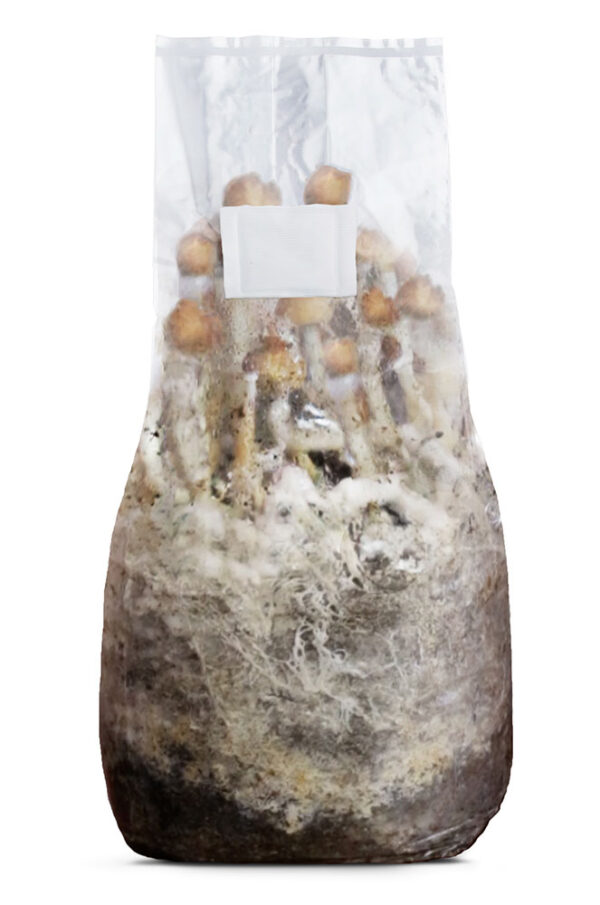 A Magic Bag mushroom grow bag with mushrooms growing