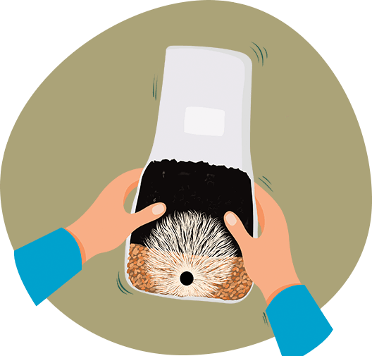 The bag with mycelium