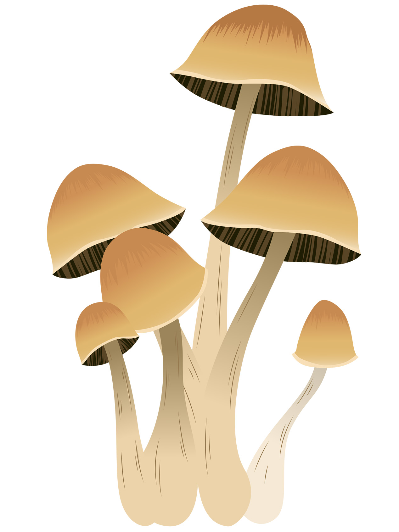 Purple Mystic Mushroom 2